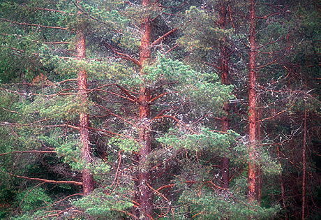 Armentarola pine trees near corvara alta badia photo