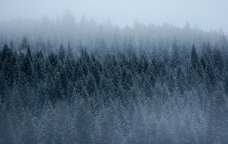 Pine forest corvara alta badia photo