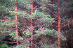 Armentarola Pine Trees Near Corvara Alta Badia